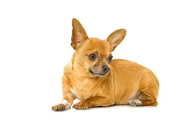 chihuahua and pug mix Quench Delicious