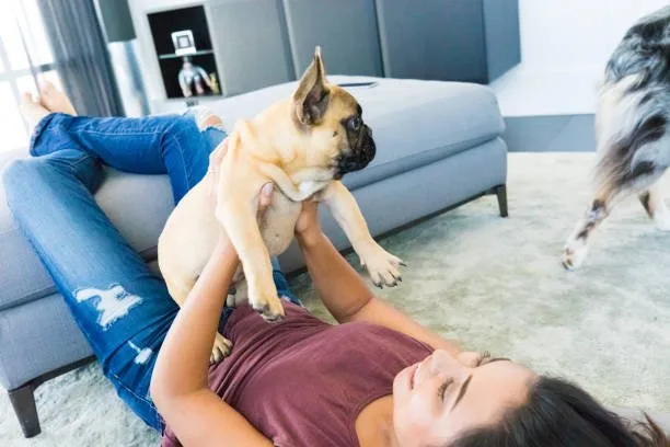  chihuahua and pug mix dog Savor Lively