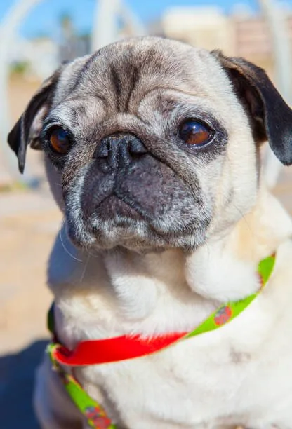  chihuahua and pug mix dog Mix Satisfying