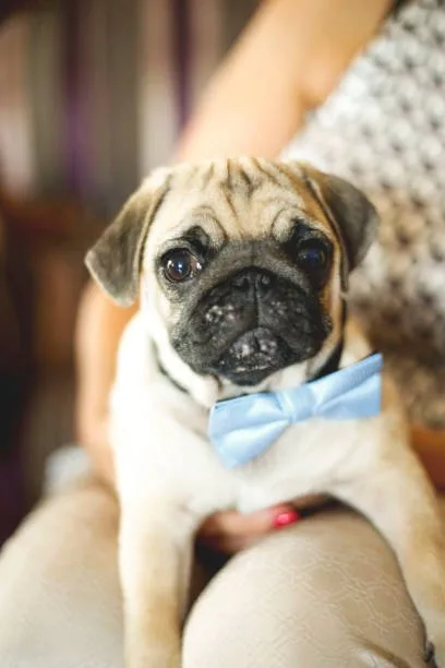  chihuahua and pug mix dog Raise Flavorful