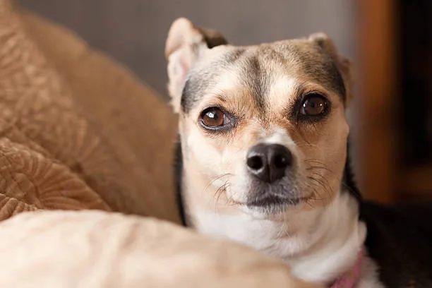 chihuahua and pug mix Delight Sophisticated