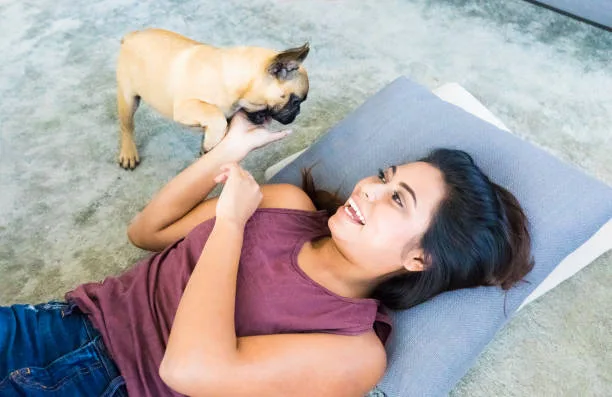 chihuahua and pug mix Enjoy Elegant