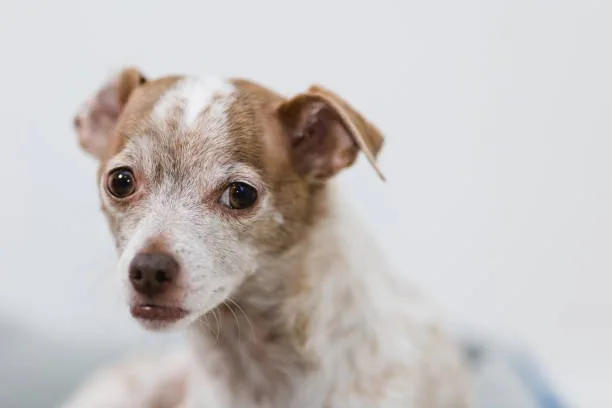  chihuahua and rat terrier mix Imbibe Satisfying