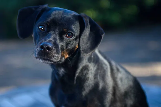 chihuahua and rottweiler mix Temperament and Personality Traits