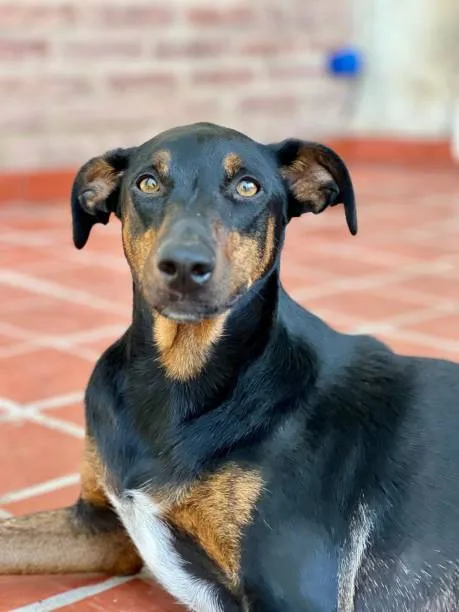 chihuahua and rottweiler mix Health and Lifespan Considerations
