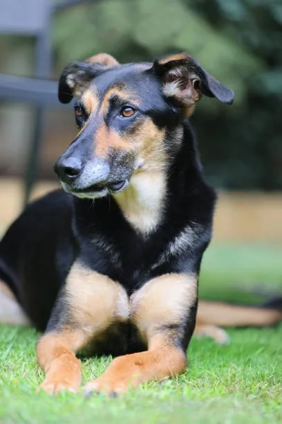 chihuahua and rottweiler mix Suitability as a Family Pet