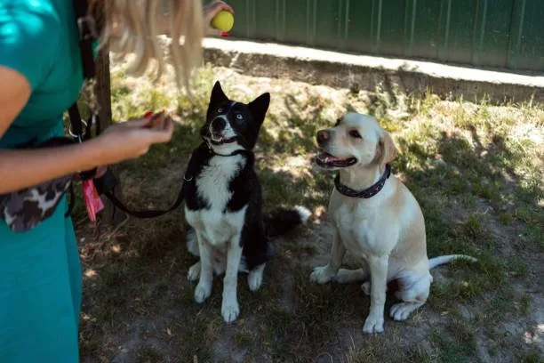chihuahua and rottweiler mix Care and Maintenance