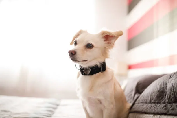  chihuahua and shih tzu mix Imbibe Chilled