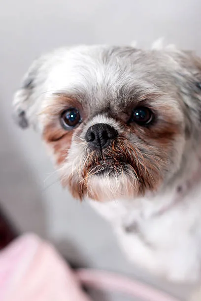  chihuahua and shih tzu mix puppy Relish Refreshing