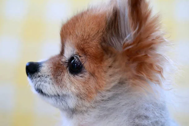  chihuahua and yorkie mix Diet and Nutrition