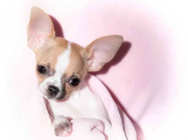  chihuahua and yorkie mix Choosing Your Chorkie: Adoption and Breeder Insights