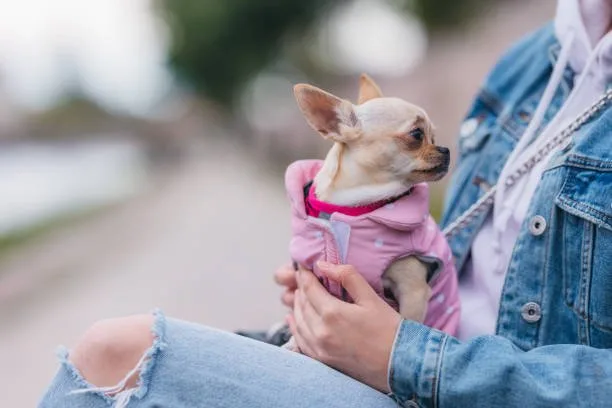  chihuahua and yorkie mix Living with a Chihuahua and Yorkie Mix