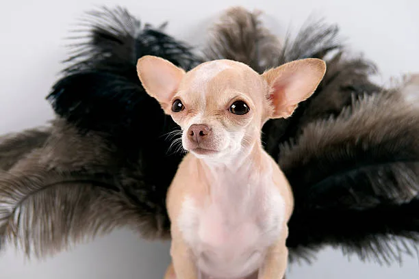  chihuahua and yorkie mix Grooming Requirements