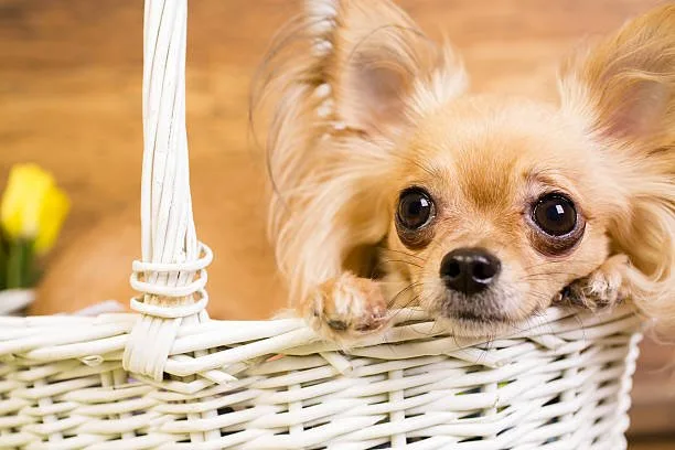  chihuahua and yorkie mix Wrapping Up: Is the Chihuahua and Yorkie Mix the Right Pet for You?
