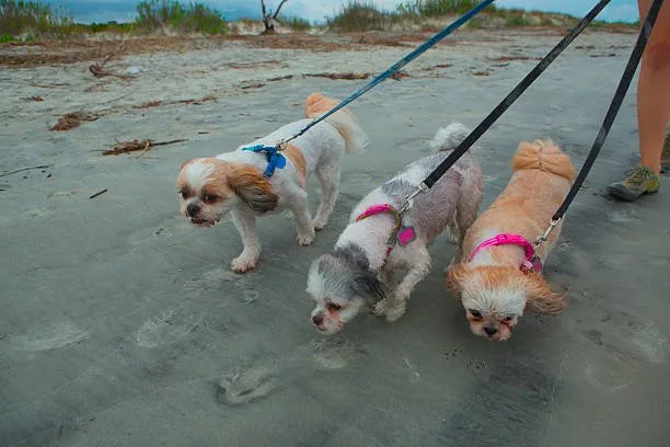  chihuahua and yorkie mix puppies Cost of Owning a Chorkie