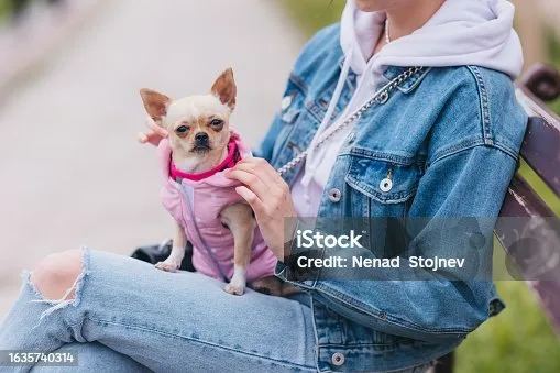  chihuahua and yorkie mix puppies Adoption and Buying Tips