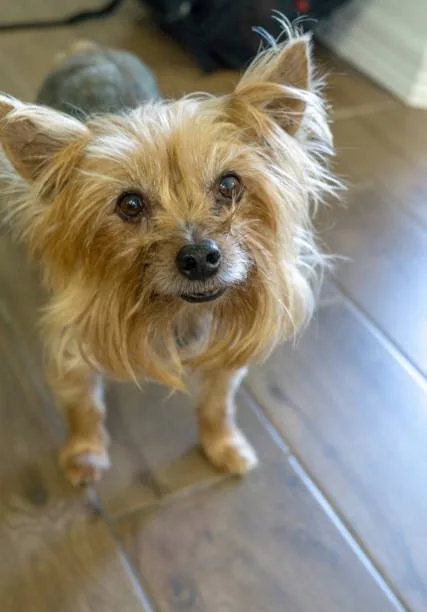  chihuahua and yorkie mix puppies Training and Socialization