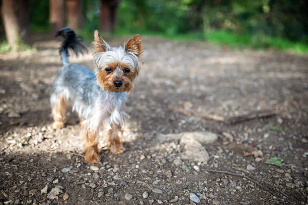  chihuahua and yorkie mix puppies Diet and Nutrition