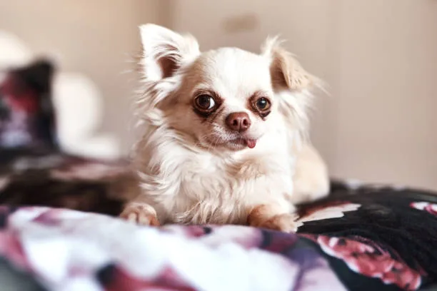  chihuahua and yorkie mix puppies Wellness and Vitality: Chihuahua-Yorkie Mix Health
