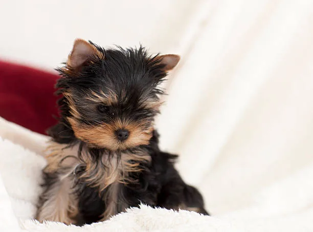 chihuahua and yorkie mix puppy Temperament and Behavior