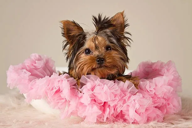 chihuahua and yorkie mix puppy Chorkie as a Family Pet