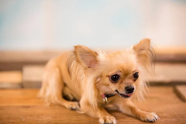 chihuahua and yorkie mix puppy Training and Socialization Strategies for Small Dogs