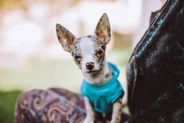 chihuahua and yorkie mix puppy Essential Care for Teacup Chorkies