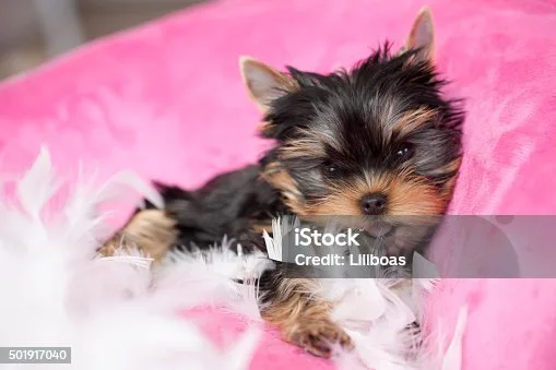 chihuahua and yorkie mix puppy Balancing the Traits of Chihuahua-Yorkie Mixes
