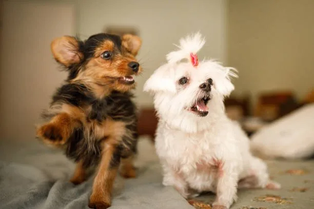  chihuahua and yorkie mix puppy Indulge Irresistible