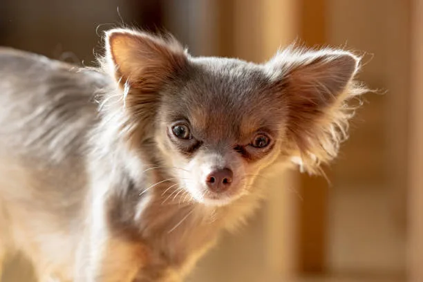  chihuahua and yorkie mix puppy Quench Creative