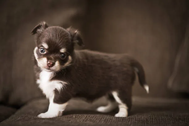 chihuahua and yorkie mix puppy Health Considerations