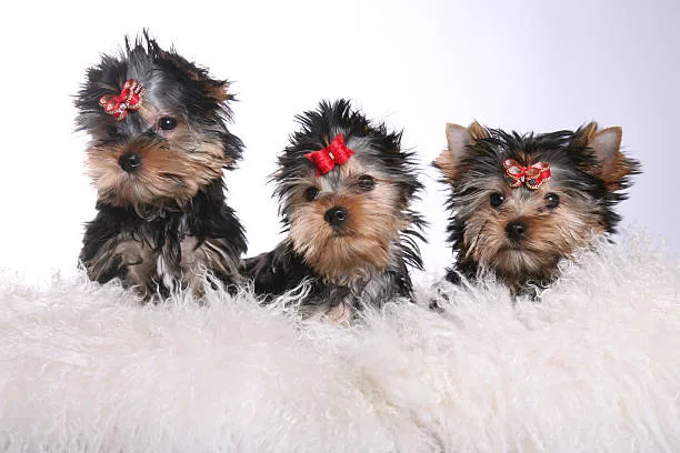 chihuahua and yorkie mix Finding a Reputable Breeder or Rescue