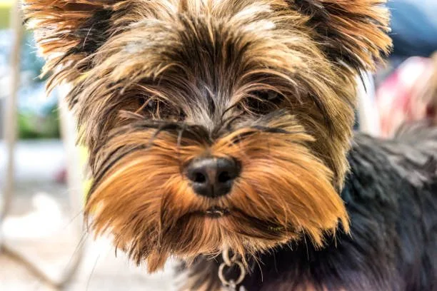  chihuahua and yorkie mix Exercise and Activity Level