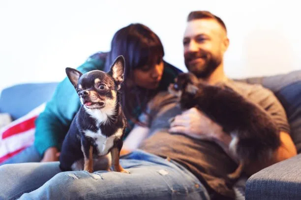  chihuahua and yorkie mixed Cost of Owning a Chorkie