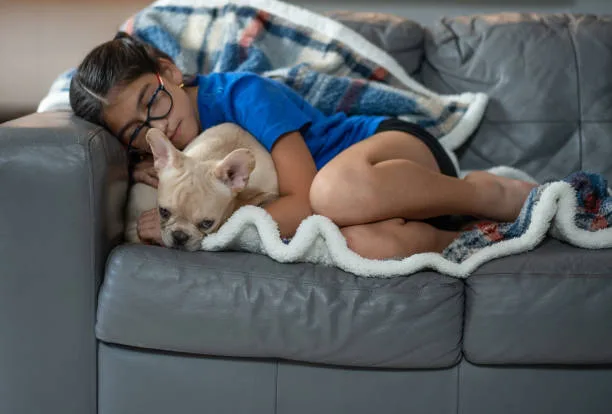  chihuahua and yorkie mixed Designer Dogs and Hybrid Vigor: The Chorkie Advantage