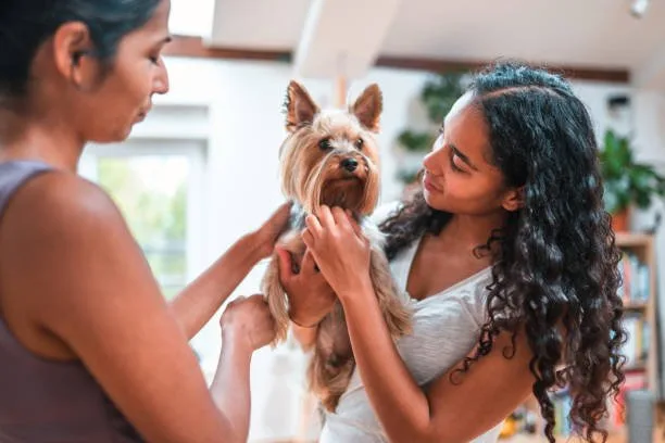 chihuahua and yorkie mixed Delight Unique