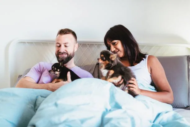  chihuahua and yorkie mixed The Ideal Companion: Chorkie Temperament and Social Needs