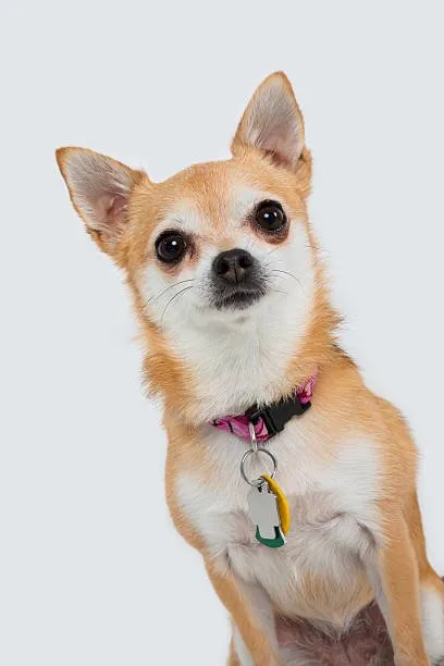 Chihuahua beagle mix Cheagle Care and Upbringing: Training and Socialization