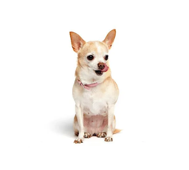 Chihuahua beagle mix Family Companion Potential: Cheagle Temperament and Compatibility