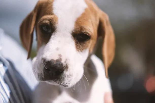  chihuahua beagle mix puppy The Adoption Process