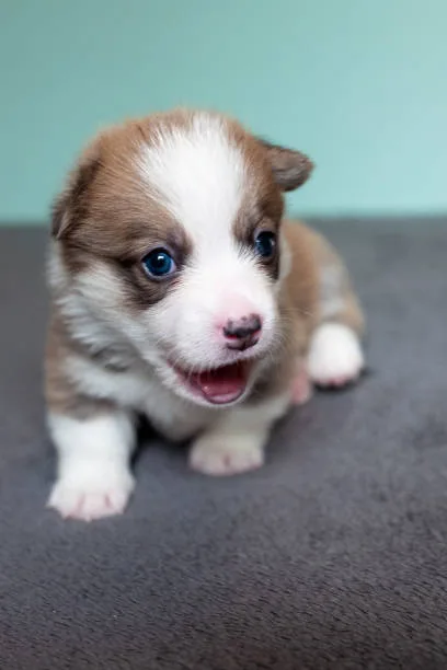 chihuahua beagle mix puppy Health and Wellness in Chihuahua Beagle Mixes