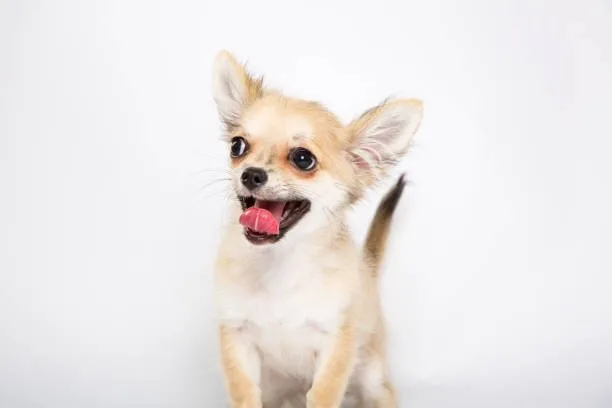 chihuahua beagle mix puppy Exercise Needs and Activities