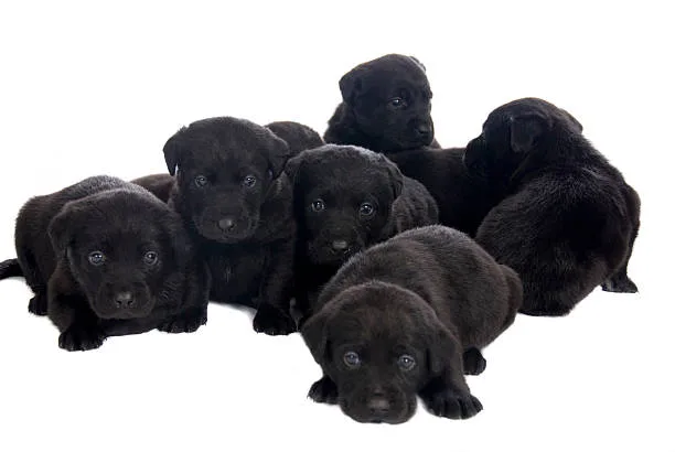  chihuahua black lab mix Grooming Needs