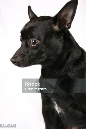  chihuahua black lab mix Health and Wellness for Chihuahua Lab Mixes