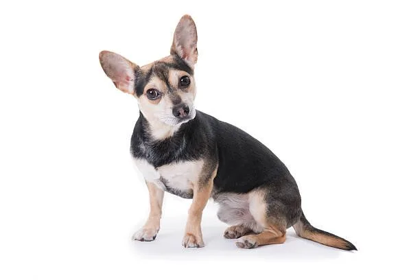  chihuahua black lab mix Temperament and Personality