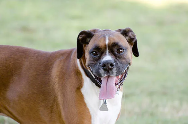 chihuahua boxer mix full grown Suitability as a Pet
