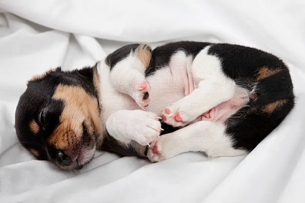 Chihuahua boxer mix puppy Exercise Requirements