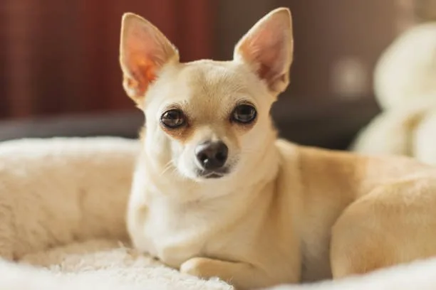 Chihuahua Breed Chill Tasty
