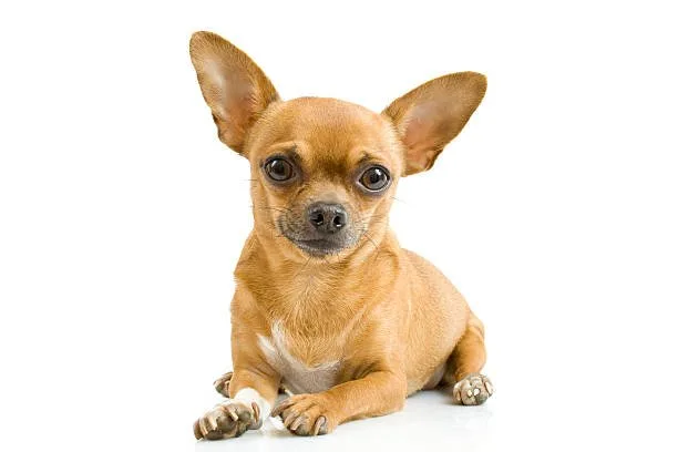 Chihuahua Breed Delight Elegant