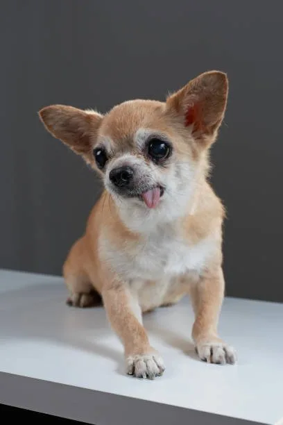  chihuahua breeds mix Caring for a Chihuahua Mix